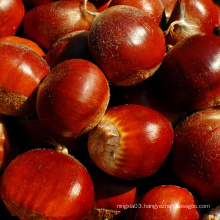 Chinese chestnut from factory fresh chinese big chestnuts